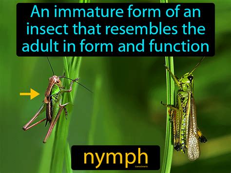 what is a nymfo|what is a nymph animal.